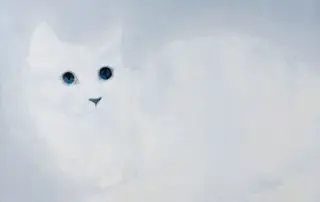 White Cat - Oil on Canvas - 147cm x 114cm